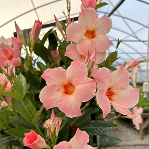 Mandevilla Giant Peach Sunrise Trumpet Vine